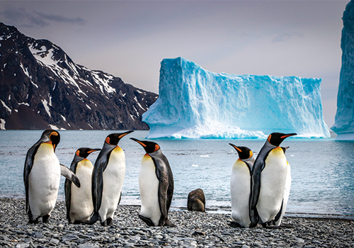 King Penguins, Subantarctic Islands by Scott Denzel